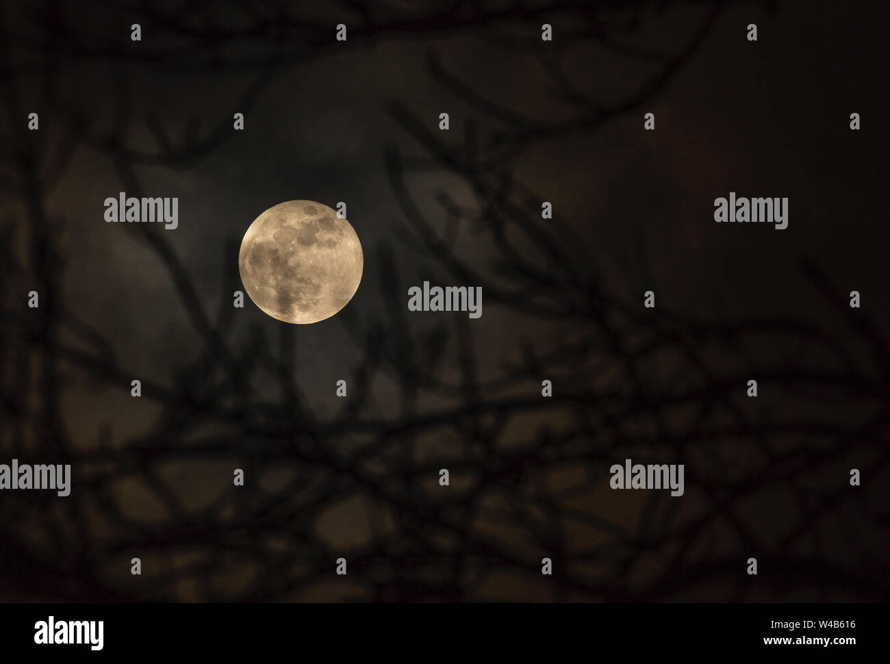 Super pleine Lune de sang bleu à travers les branches d'arbre de silhouette Banque D'Images