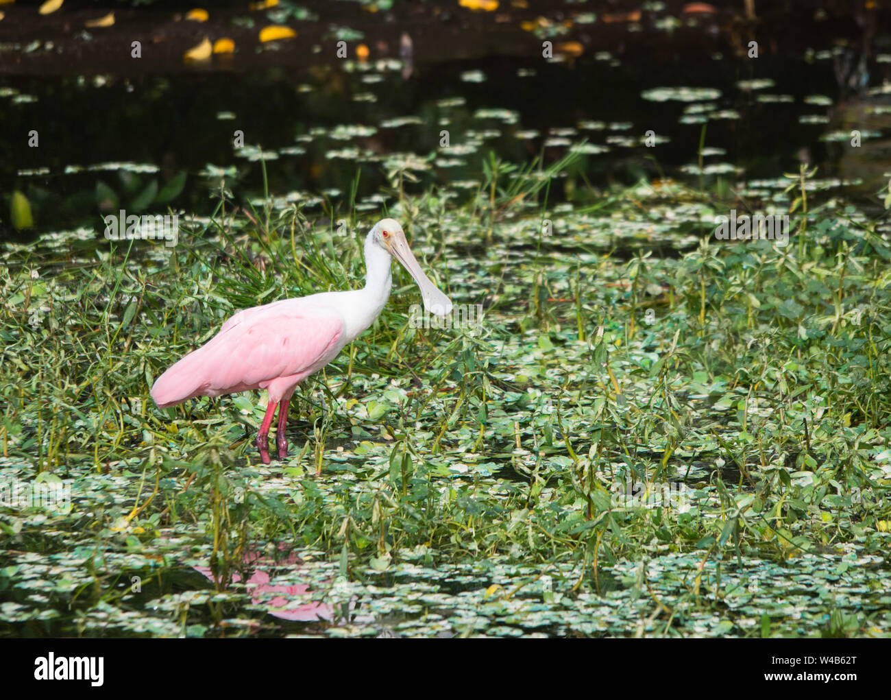 Roseate Spoonbill Bird Banque D'Images