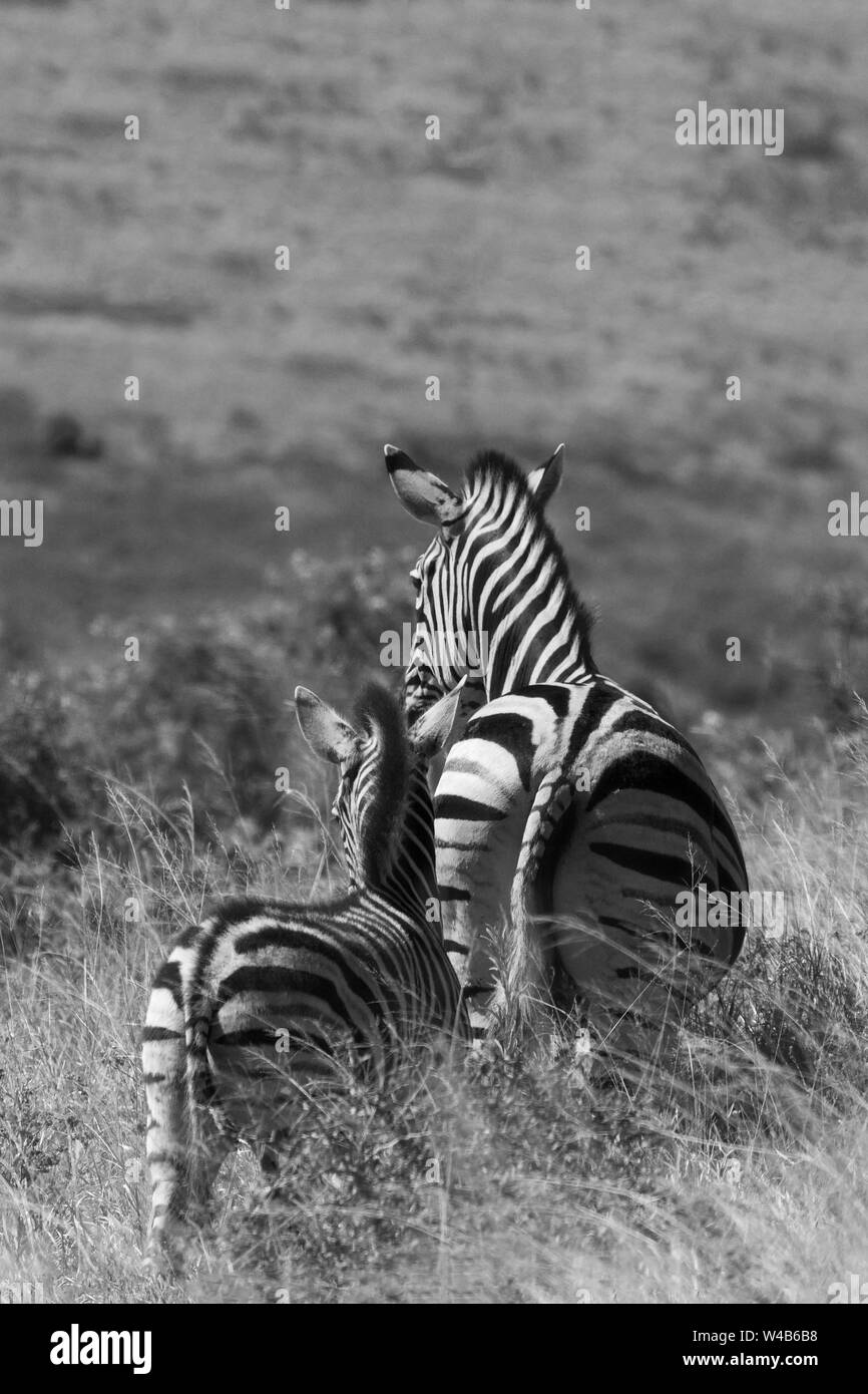 Zebra mère et poulain de derrière, marchant loin dans la brousse africaine Banque D'Images
