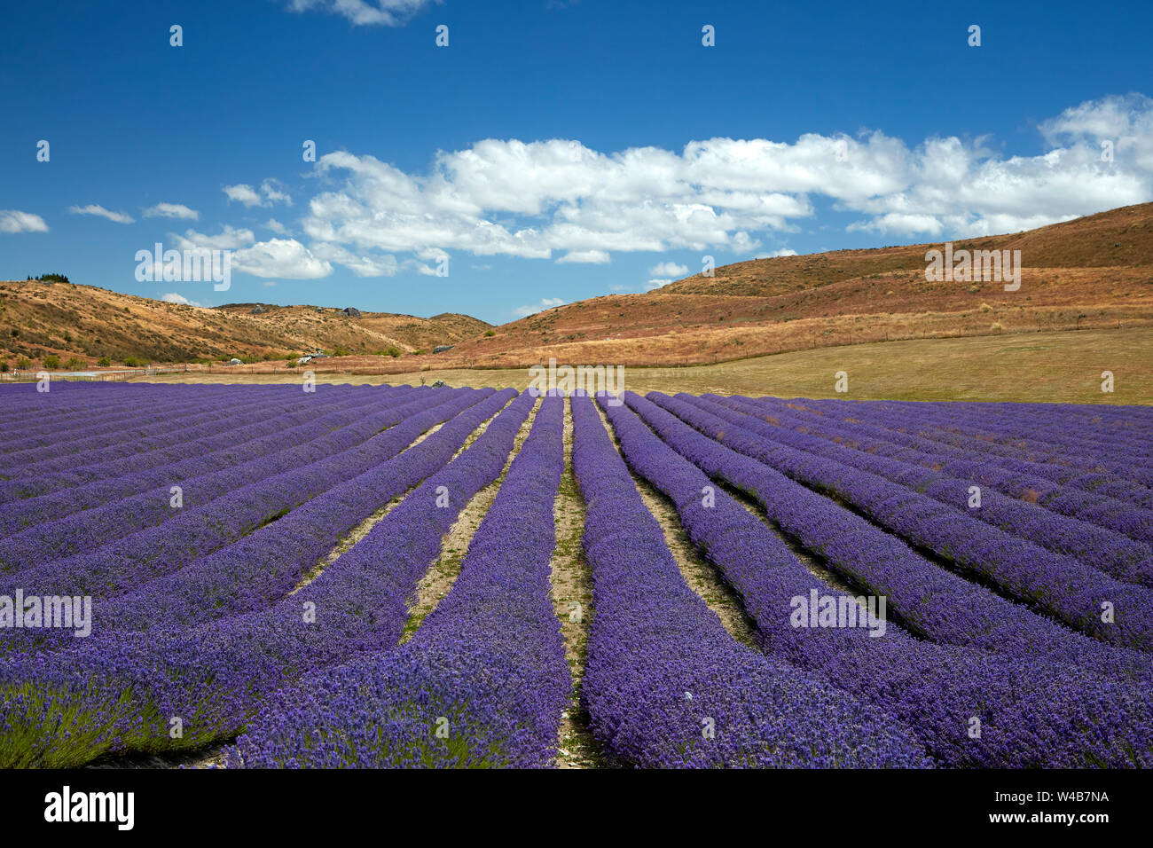 La Nouvelle Zélande, la lavande Alpine près de Twizel, Mackenzie Country, Canterbury, île du Sud, Nouvelle-Zélande Banque D'Images