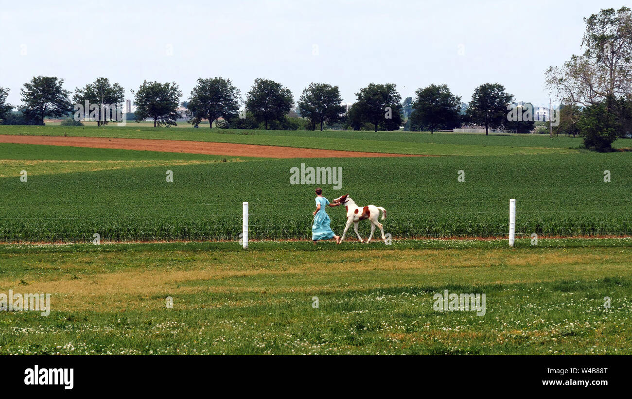 Une fille Amish enseigner une nouvelle jeune cheval peint de fonctionner Banque D'Images