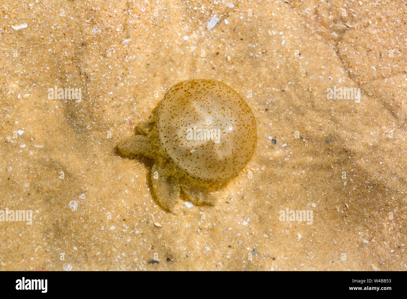 Méduses au bord de la mer Banque D'Images