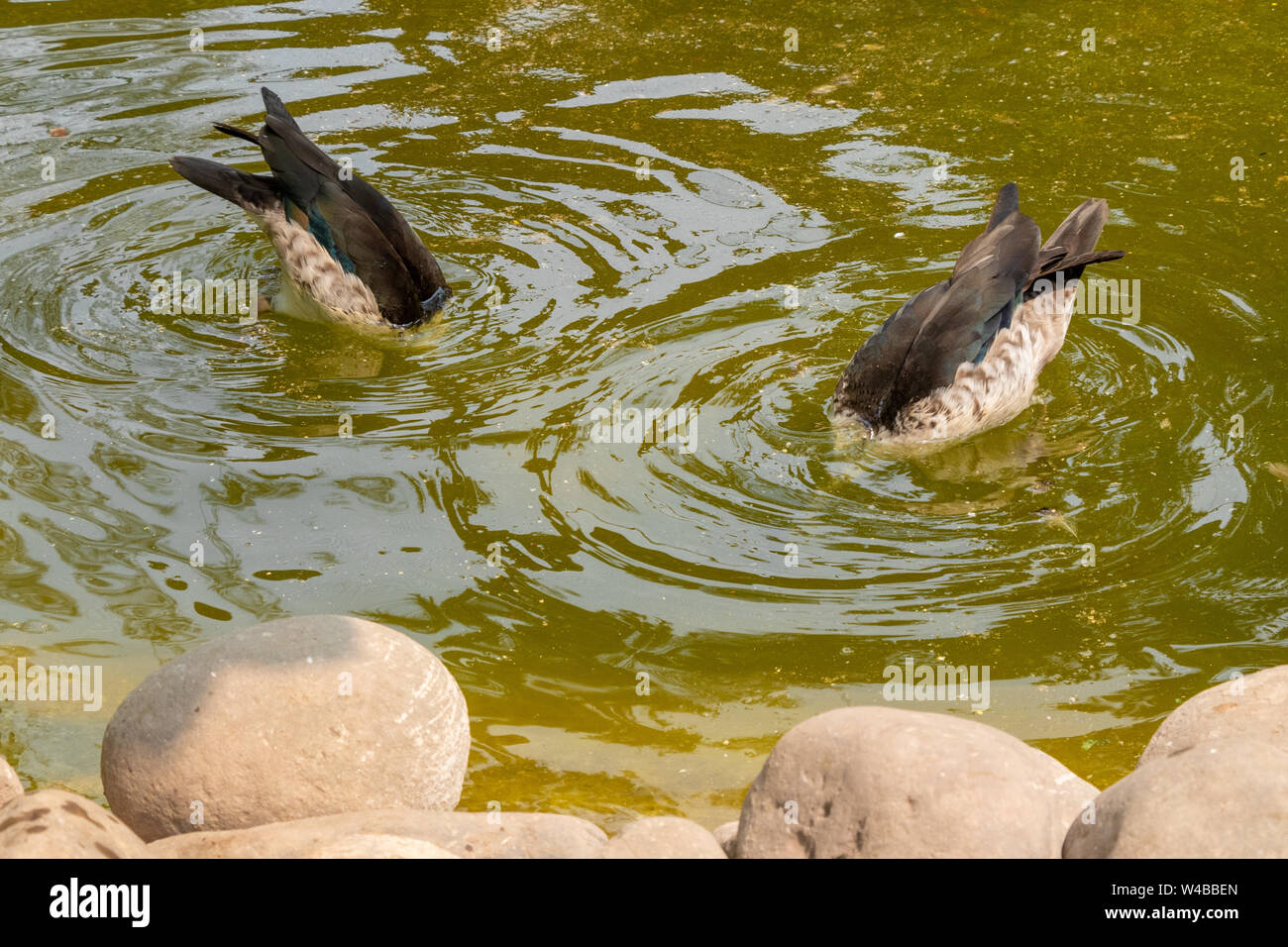 Spot-billed duck indien, paire de canard, cou de canard sous l'eau. Banque D'Images