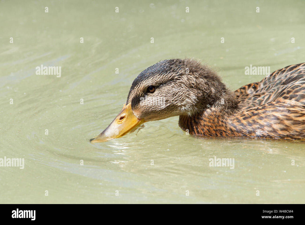 La Canard colvert natation dans l'eau trouble l'eau potable. Profile vue en gros plan. Le colvert est un canard de surface , c'est un très adaptables, espèces Banque D'Images