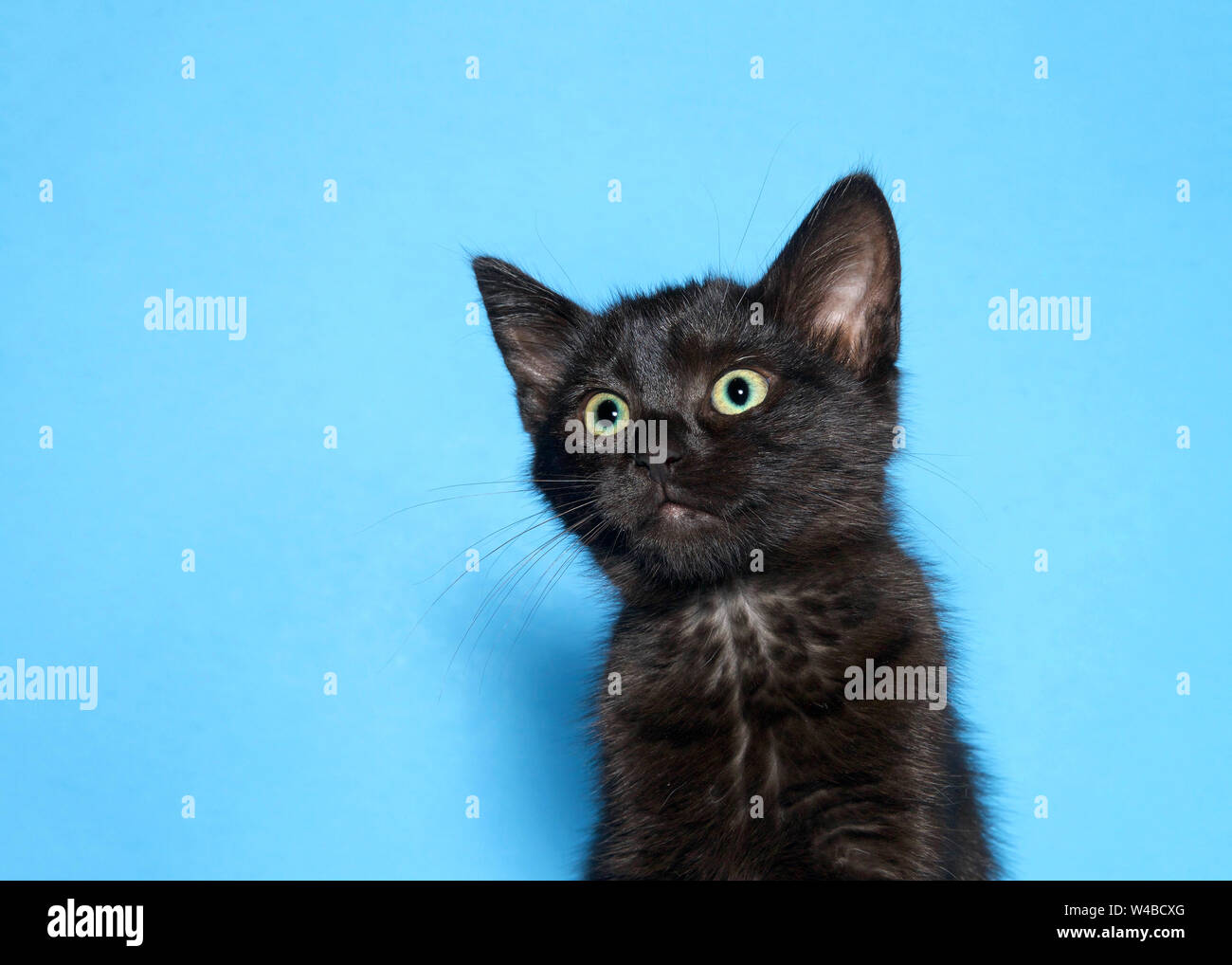 Portrait d'un perplexe surpris à chaton noir à gauche de l'auditoire, sur fond bleu. Singeries animales. Banque D'Images