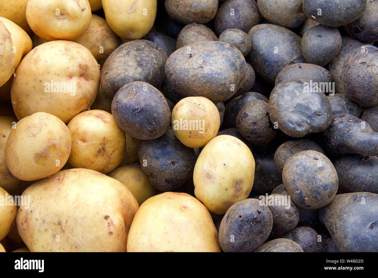 Deux variétés différentes de pommes sur une table au marché agricole. Le pourpre et le brun. Banque D'Images