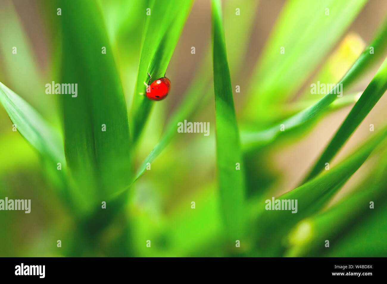 Ladybug assis sur l'herbe verte pale. Concept de pureté. Banque D'Images