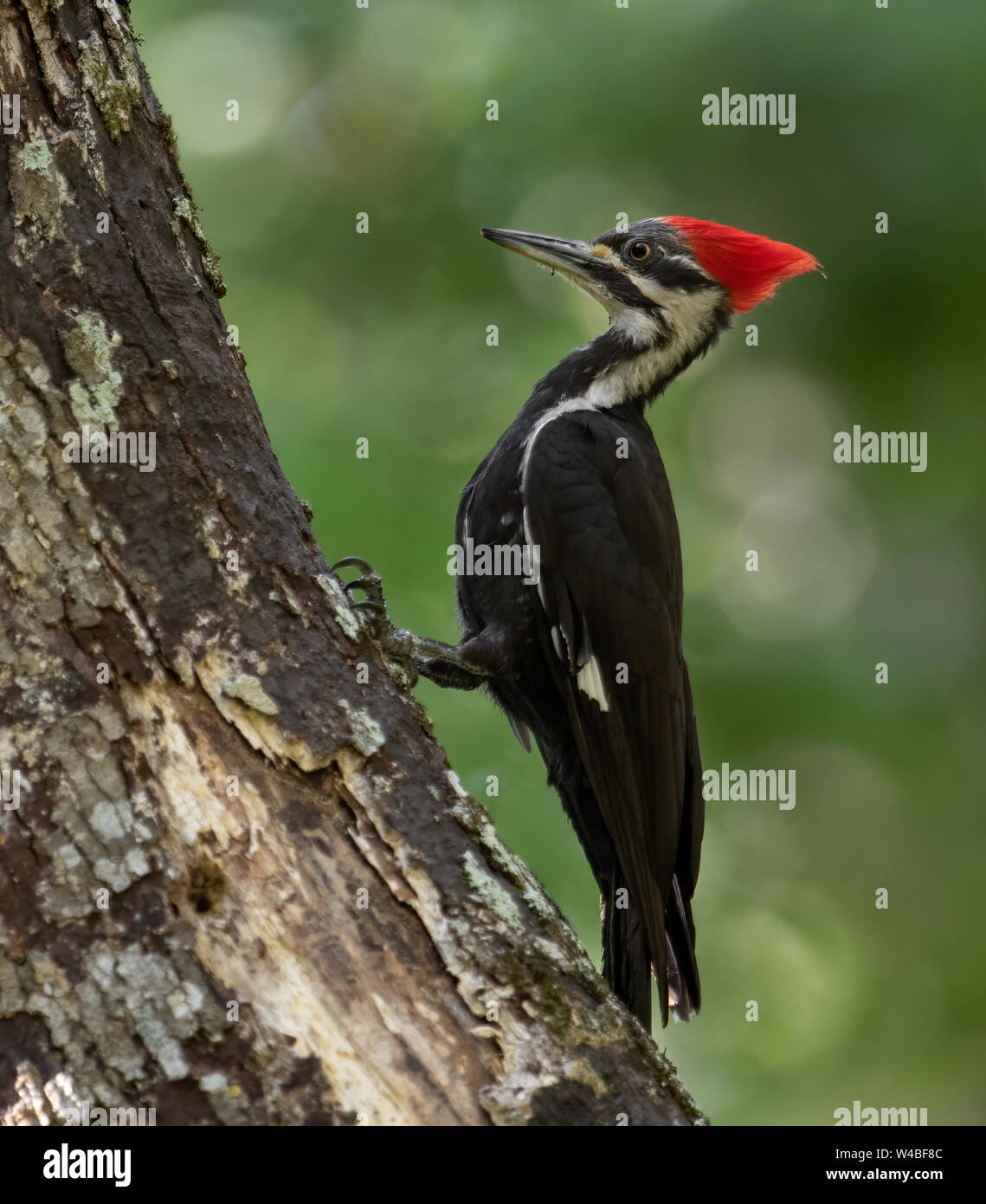 Grand Pic Nest Banque D'Images