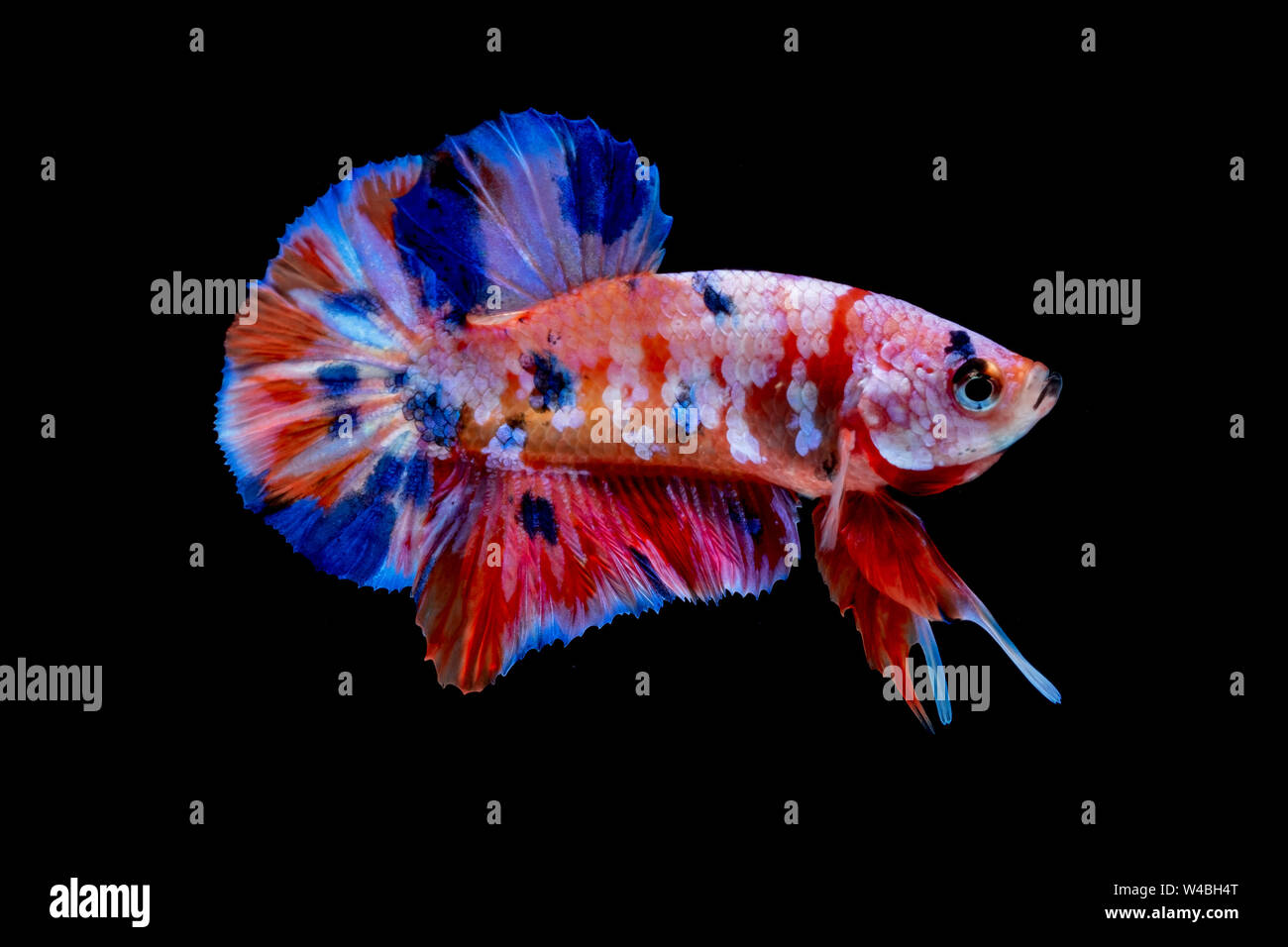 Betta poisson lutte dans l'aquarium black blackground Banque D'Images