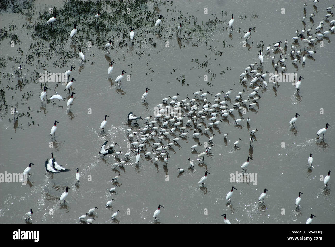 Photo aérienne de plusieurs oiseaux Tuiuiu dans un étang dans la région du Pantanal dans l'Etat du Mato Grosso do Sul, Brésil Banque D'Images