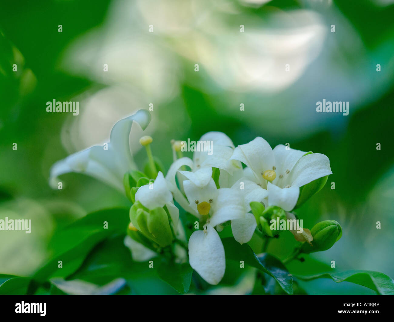 Fleur blanche de Satin Orange Jessamine, bois, arbre Murraya exotica Banque D'Images