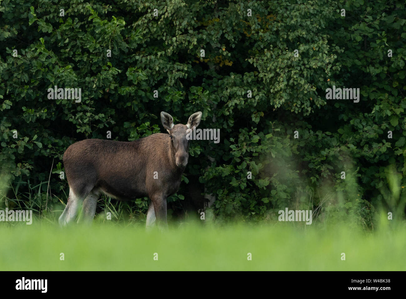 Bull jeune orignal (Alces alces) Banque D'Images
