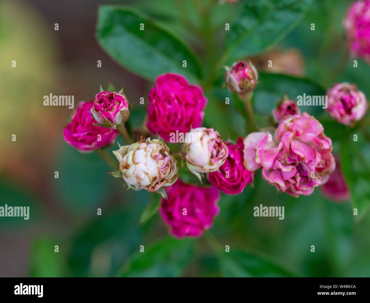 Conte de Rose, Rouge, Rouge Rose pygmée Rosa chinensis, Rosachinensis Jacq.var.minima voss (Rosacées) Banque D'Images