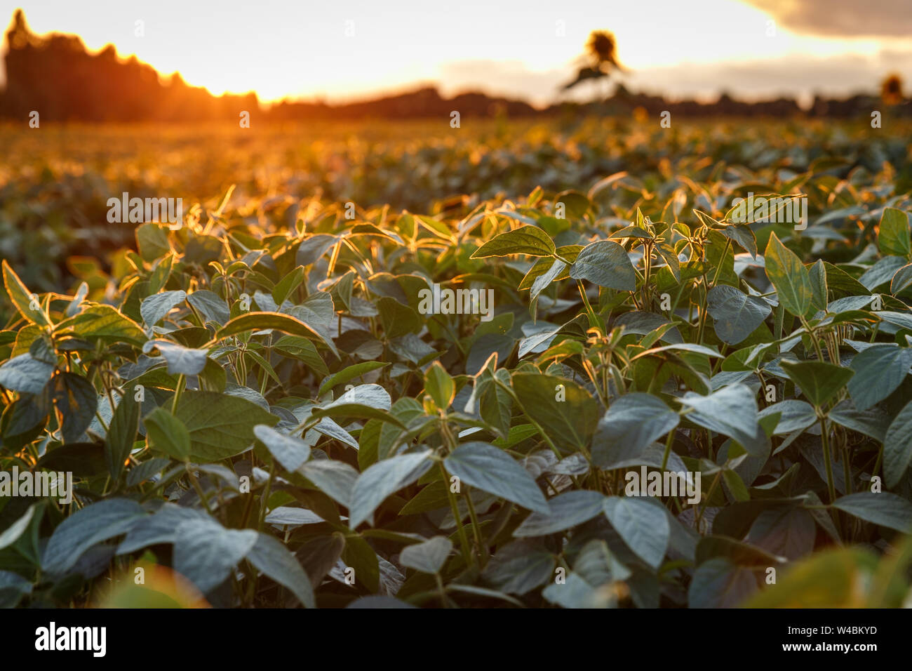 Vue d'un champ de haricots de soja avant le coucher du soleil. Concept de production agricole Banque D'Images