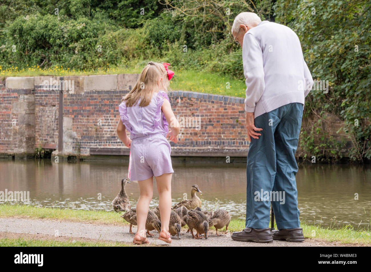 Grand-père et sa petite-fille nourrir les canards, England, UK Banque D'Images