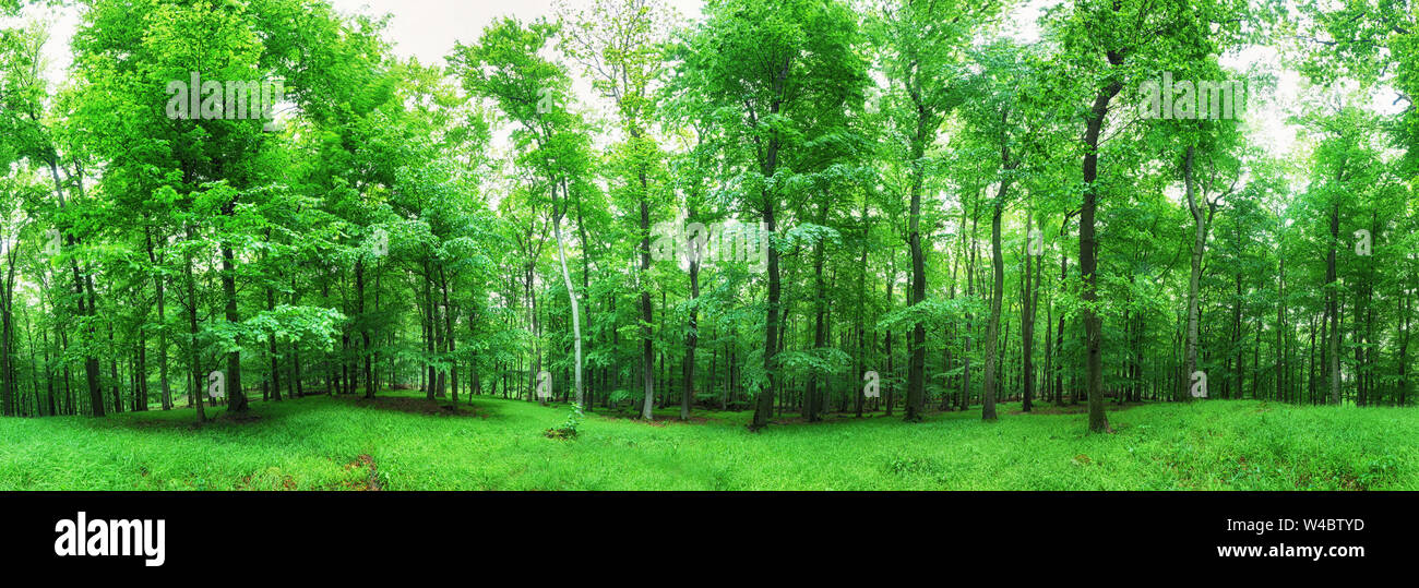 Paysage de forêt avec de l'herbe bien verte et des bois au printemps Banque D'Images