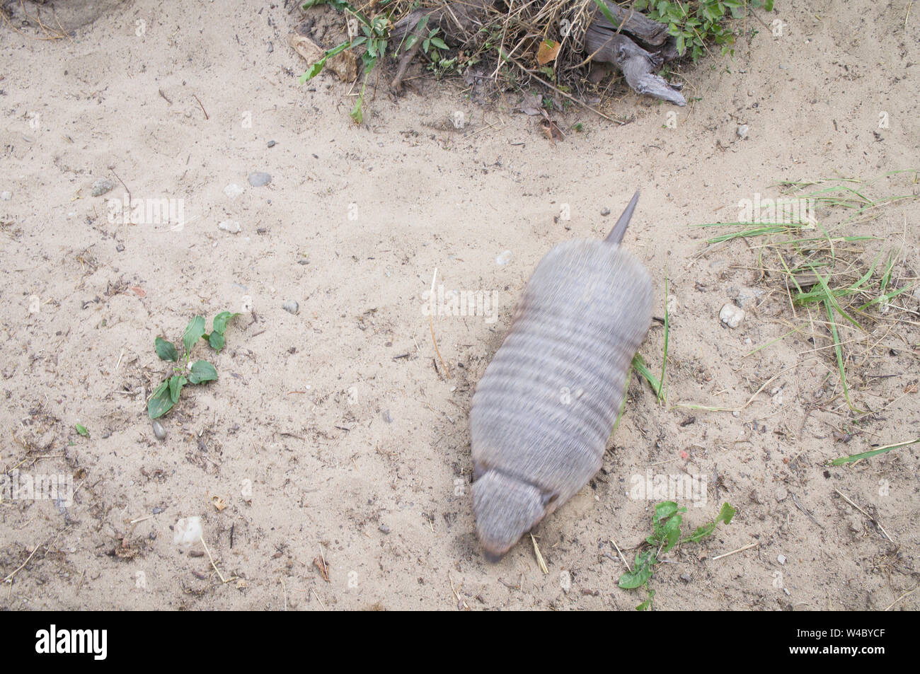 Le Grand tatou velu, Chaetophractus villosus, zoo de Bratislava, Slovaquie, le 5 juillet 2019. (CTK Photo/Libor Sojka) Banque D'Images