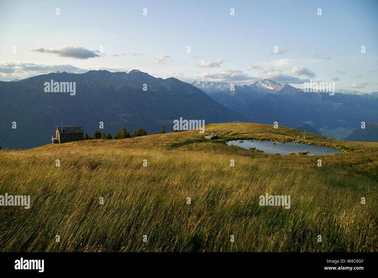 L'élevage de bétail dans la Maremme, l'élevage de vaches Maremmana. Agriculteur italien est le bétail en pâturage dans les prés . Banque D'Images