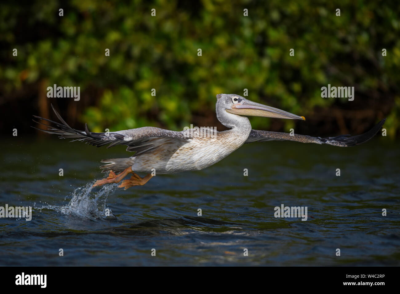 Adossé à rose - Pelican Pelecanus rufescens, grand oiseau d'eau douce africains et les eaux des côtes, la Somone, au Sénégal. Banque D'Images