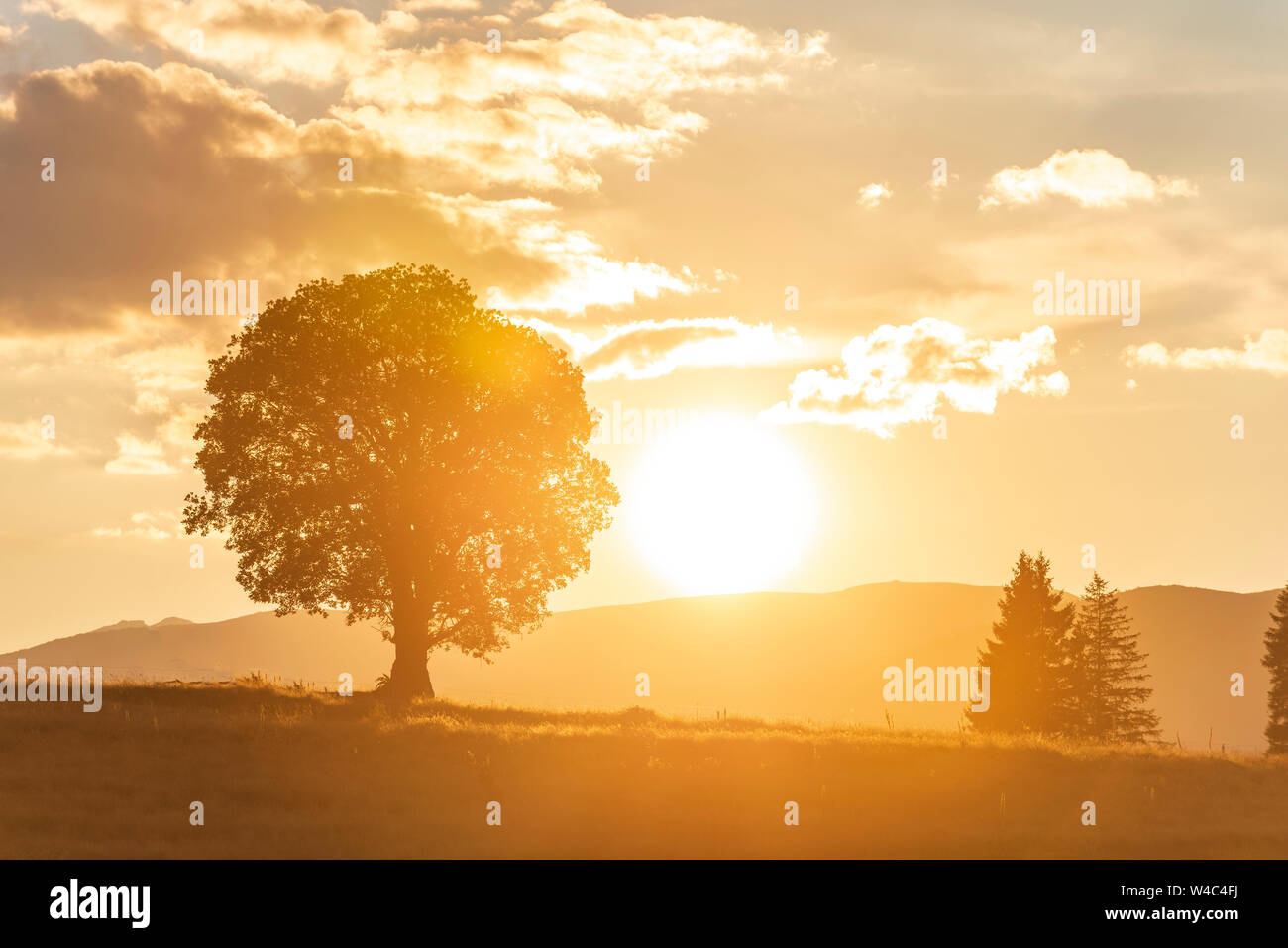 Un arbre sur la colline de pente et la montagne beau lever de soleil avec un arbre seul et jaune sur fond bleu ciel Banque D'Images