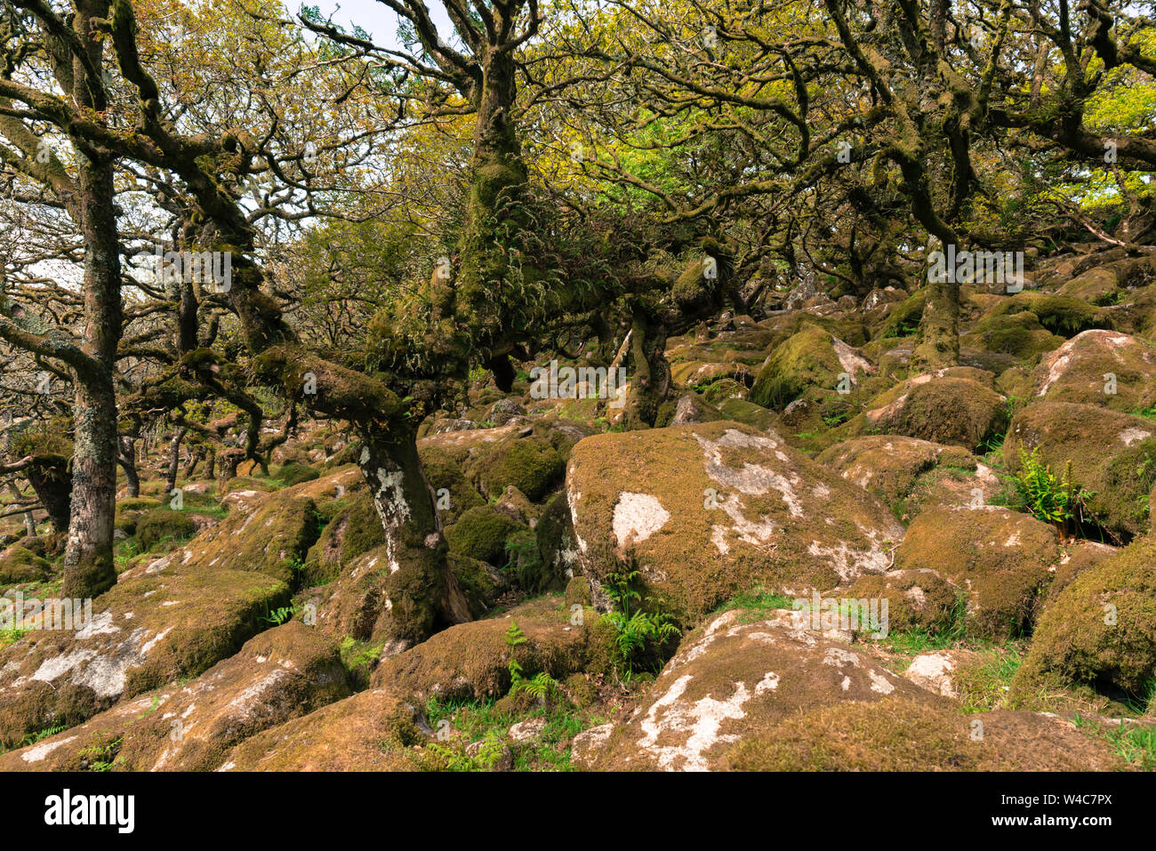 Chênes sessiles et moss en Wistman's Wood Devon Dartmoor England UK GB British Isles Banque D'Images