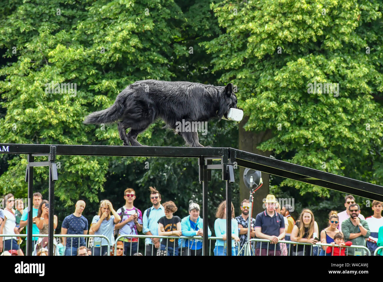 Londres, Royaume-Uni. 21 juillet, 2019. L'équipe de démonstration de chien d'Essex en prestation au pays de Lambeth de 2019 montrent une famille paisible festival avec de la musique live Restauration et Boissons, Arts et culture et animal show à Brockwell Park, Londres. Credit Photo : Alamy/Capital Live News Banque D'Images