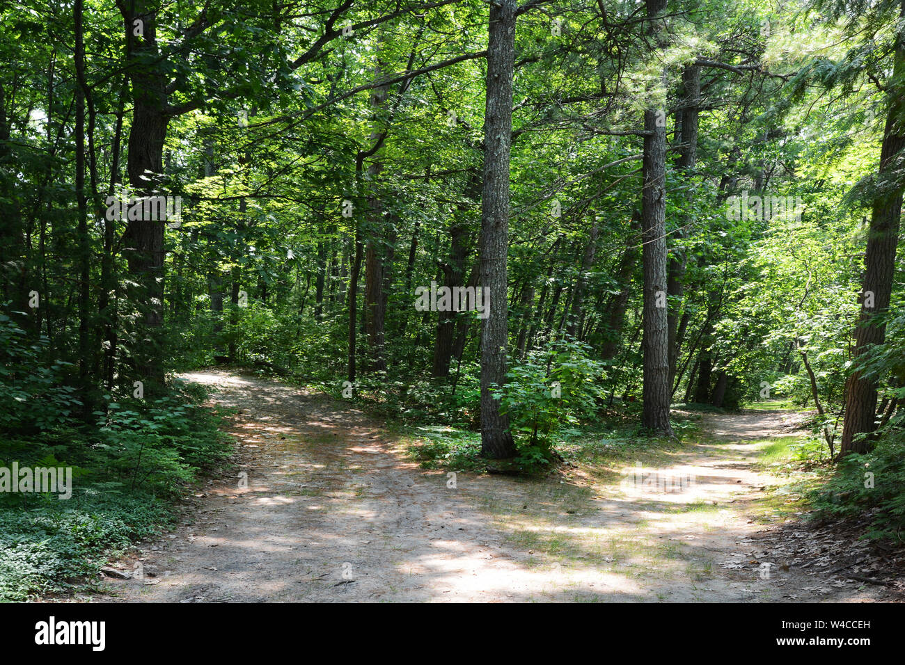 Un sentier dans les bois qui divise. Qui allez-vous prendre ? Banque D'Images
