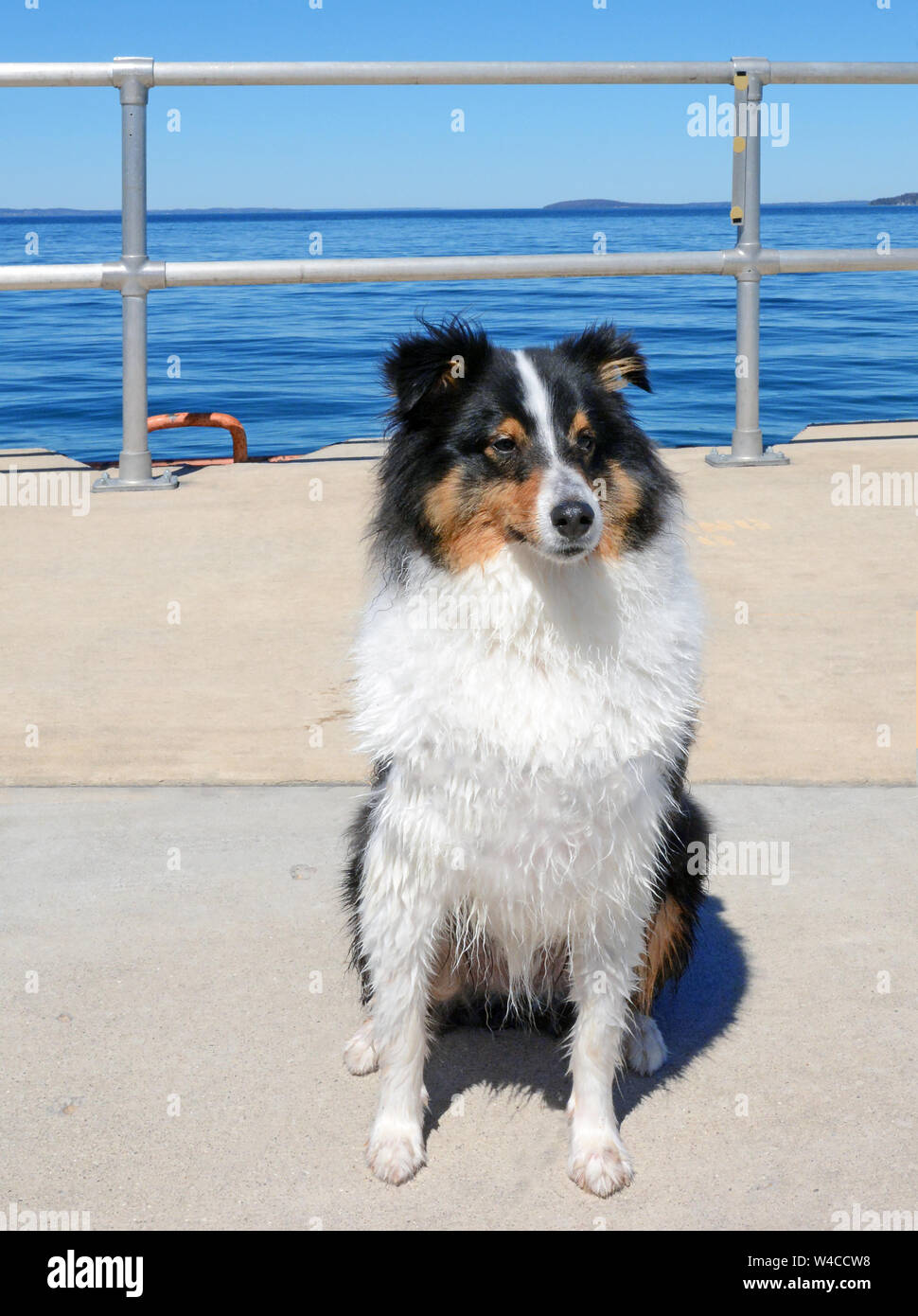 Un adulte Sheltand Sheepdog (sheltie) obéit à la commande de s'asseoir. Pier avec clôture et l'eau dans l'arrière-plan. Banque D'Images