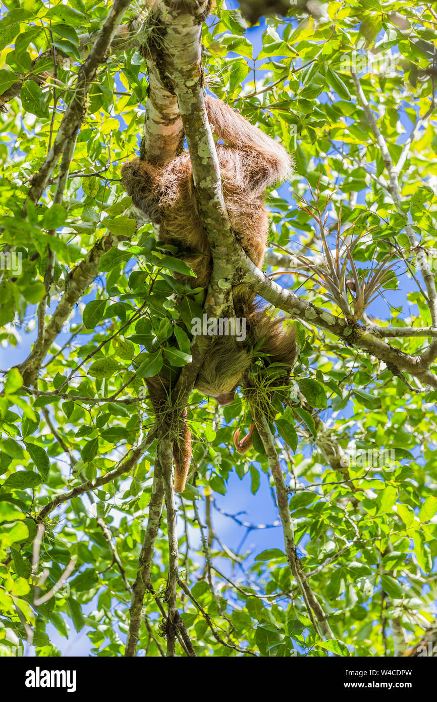 L'une paresse sur la branche d'un arbre dans la forêt de Nicaragua Banque D'Images