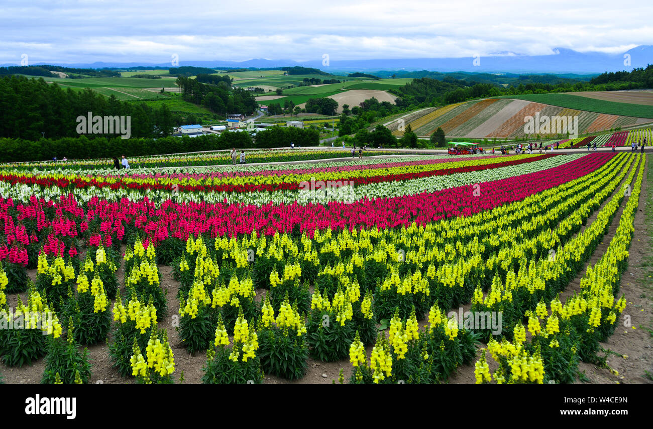 Biei, Japon - 1 Juil 2019. Champ de fleurs colorées dans Shikisai-no-Oka, un endroit très populaire pour le tourisme dans la région de Biei Town, Hokkaido, Japon. Banque D'Images