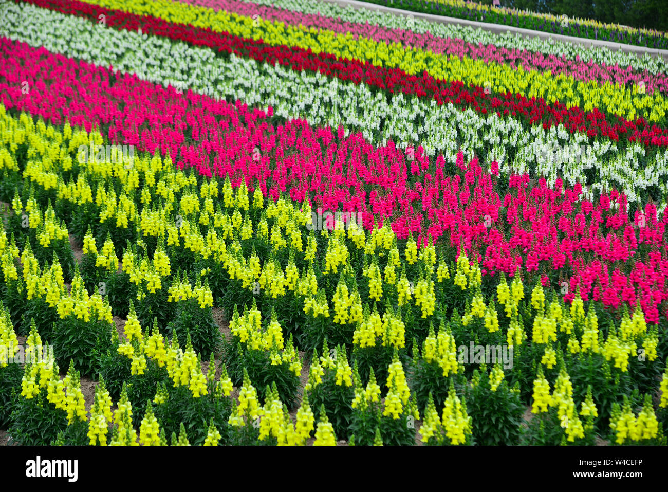 Champ de fleurs colorées dans Shikisai-no-Oka, un endroit très populaire pour le tourisme dans la région de Biei Town, Hokkaido, Japon. Banque D'Images