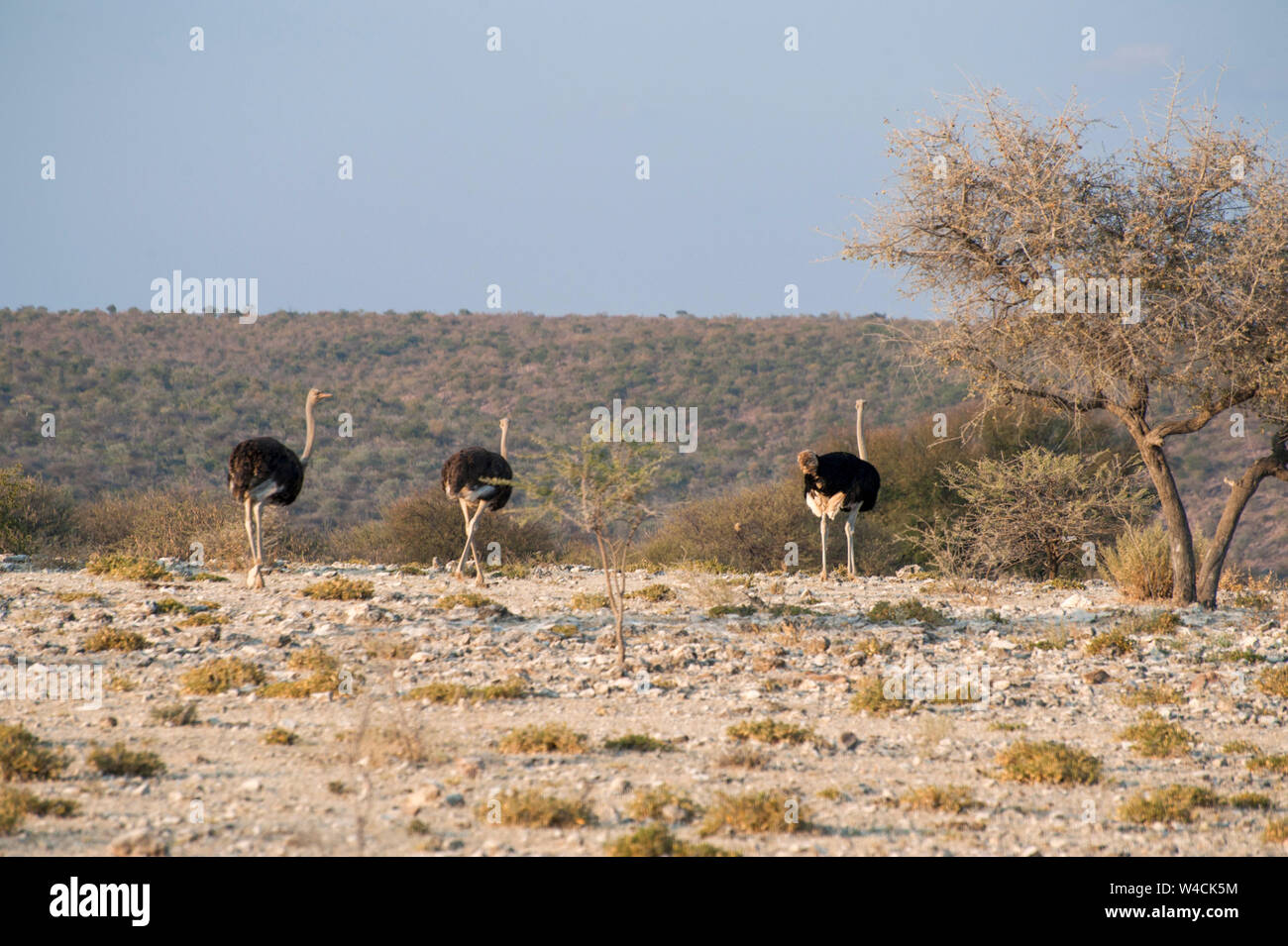 Un troupeau d'autruche d'Afrique du Sud (Struthio camelus australis) Hoanib, riverbed Namibie Banque D'Images