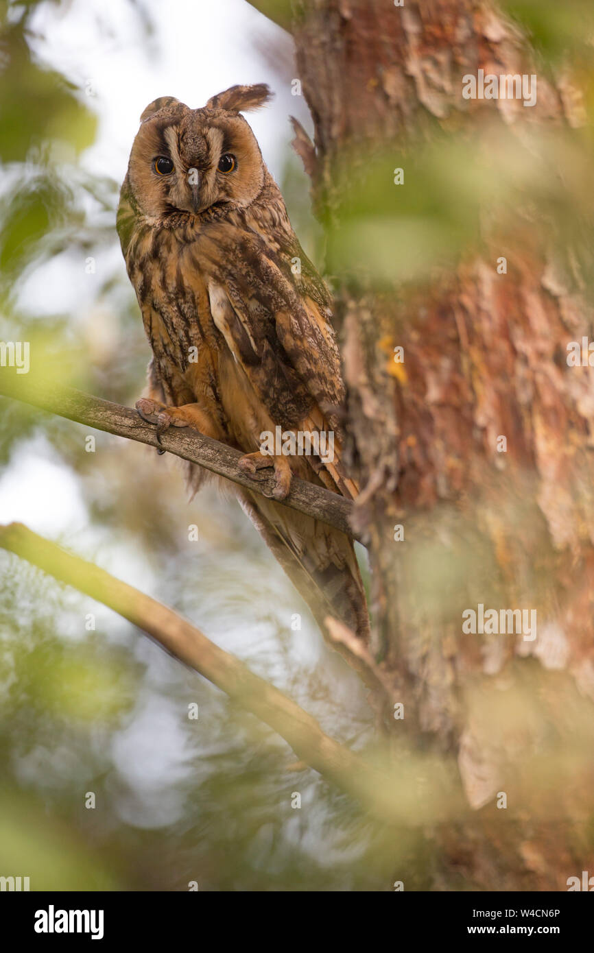 Long-eared Owl (Asio otus) dans un arbre. L'espèce habite les forêts à proximité de pays tout au long de l'hémisphère nord. Il est strictement nocturne et fe Banque D'Images