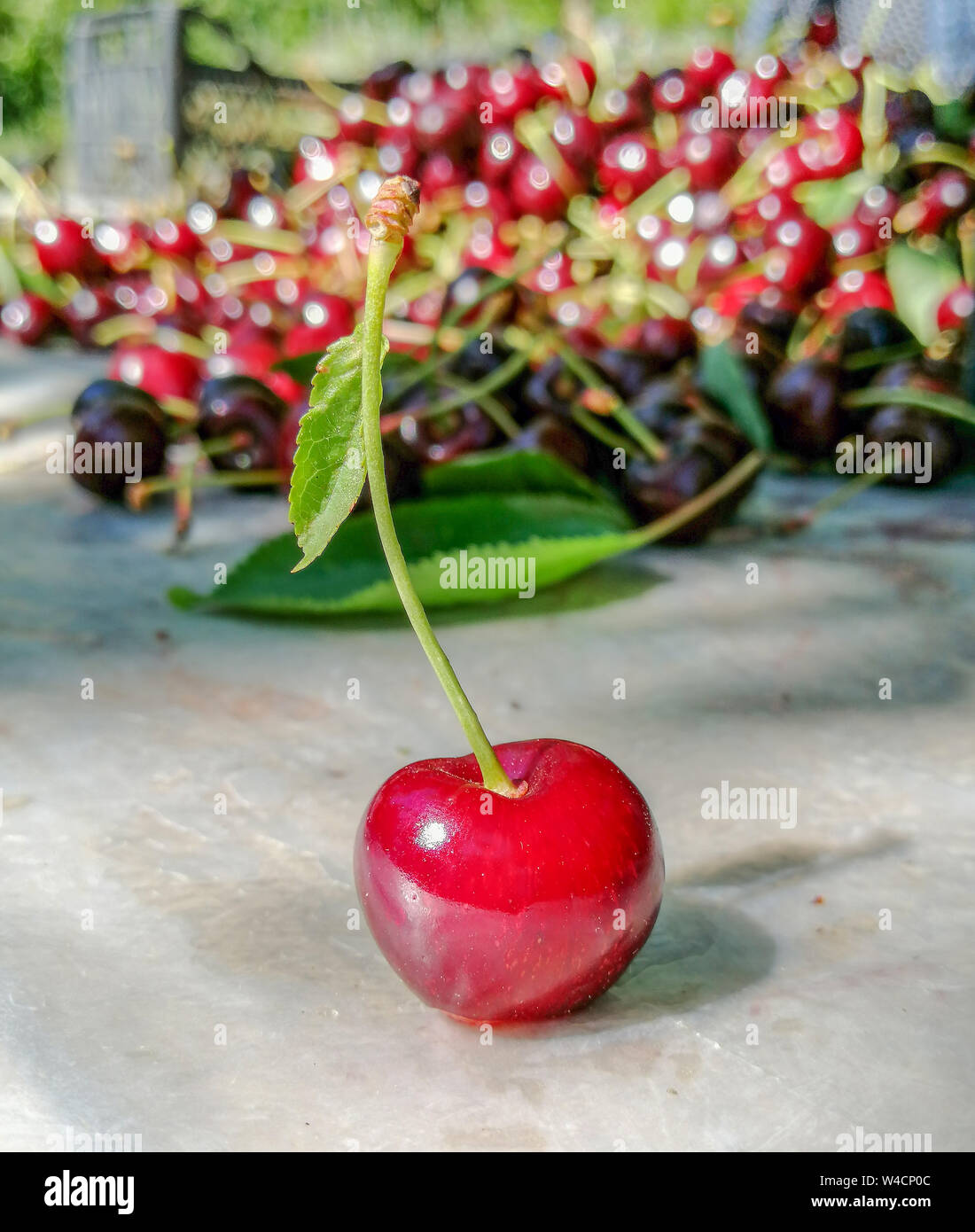 Cerises rouges frais en été. Des aliments sains, délicieux de cerise. Banque D'Images