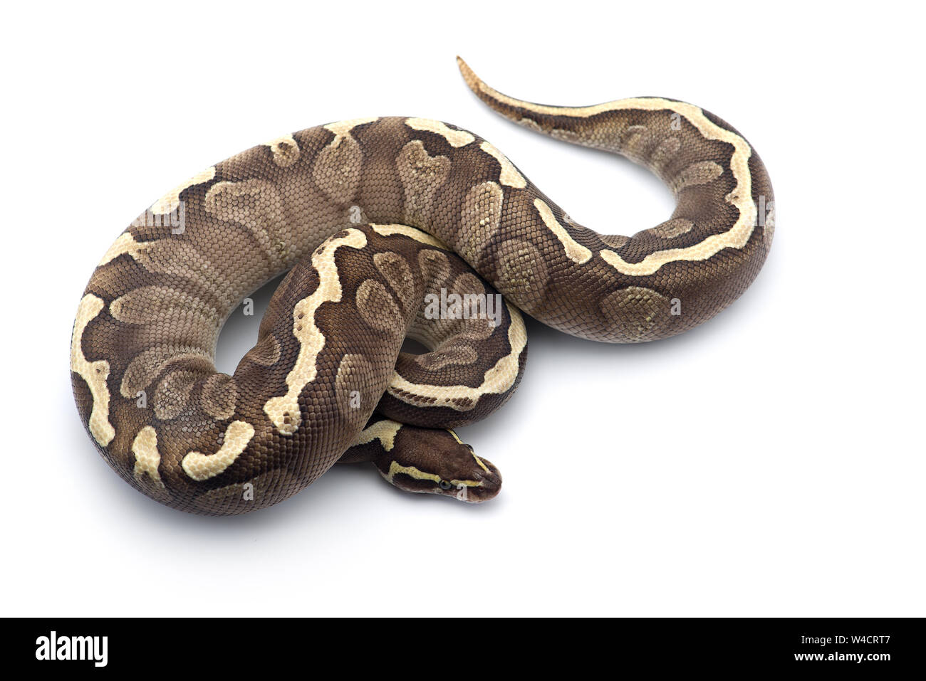 Albino serpent à groin isolé sur fond blanc Banque D'Images