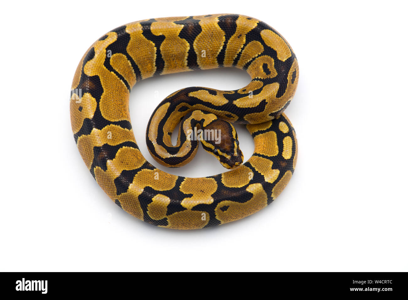 Albino serpent à groin isolé sur fond blanc Banque D'Images