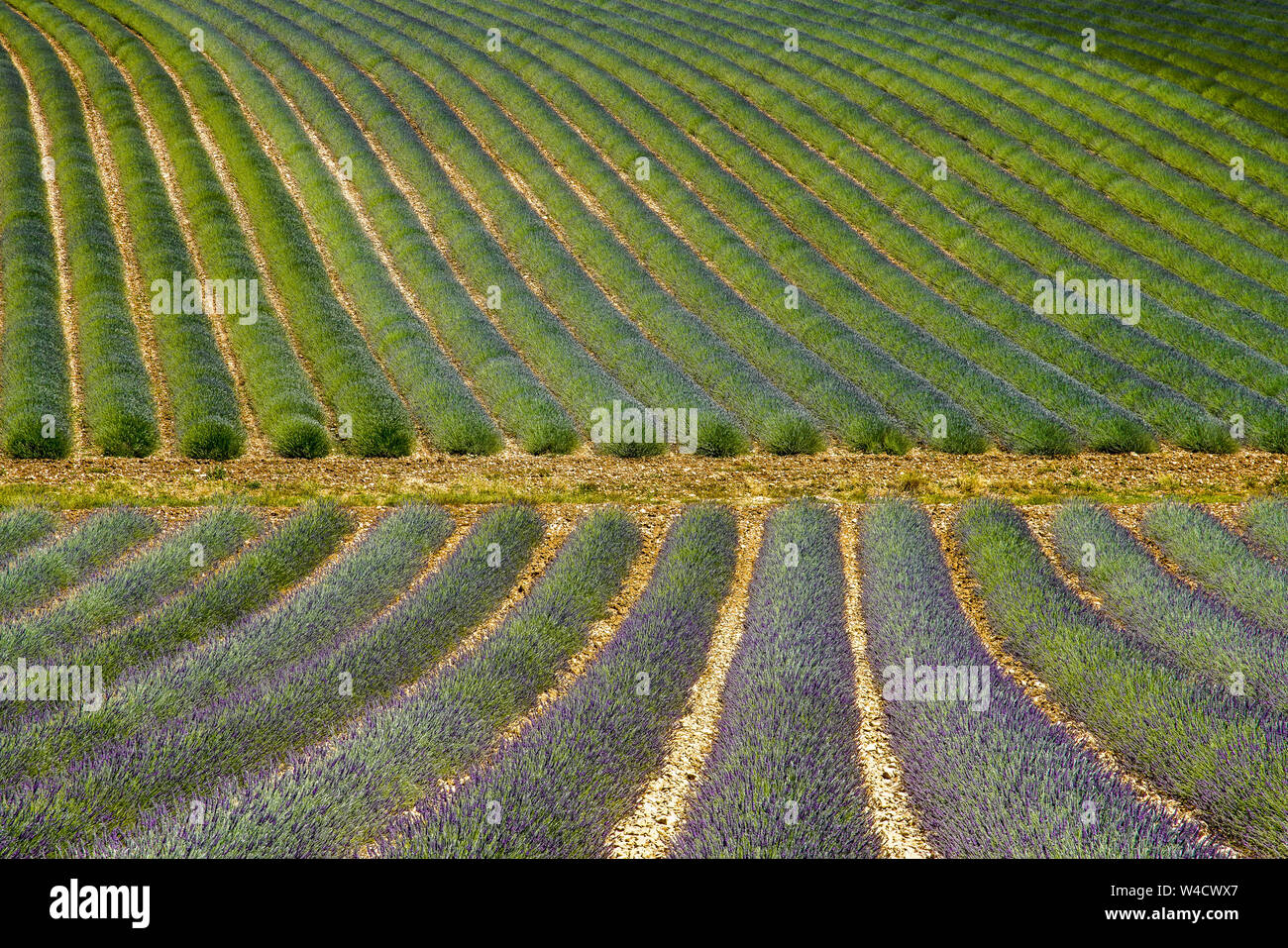 Domaines couverts avec lavande à Montagnac région. Provence-Alpes-Côte d'Azur, France. Banque D'Images