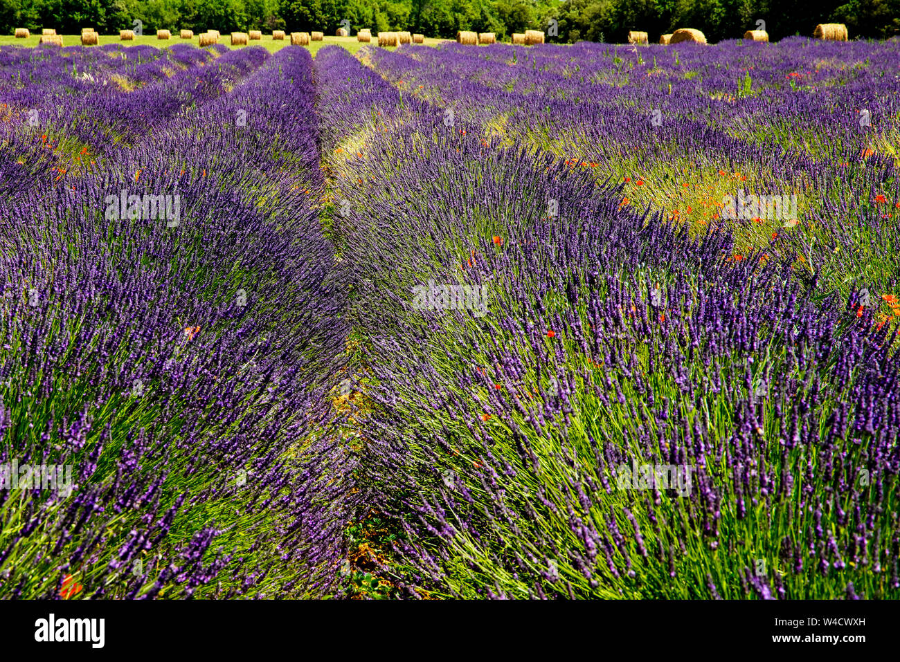 Domaines couverts avec lavande à Montagnac région. Provence-Alpes-Côte d'Azur, France. Banque D'Images