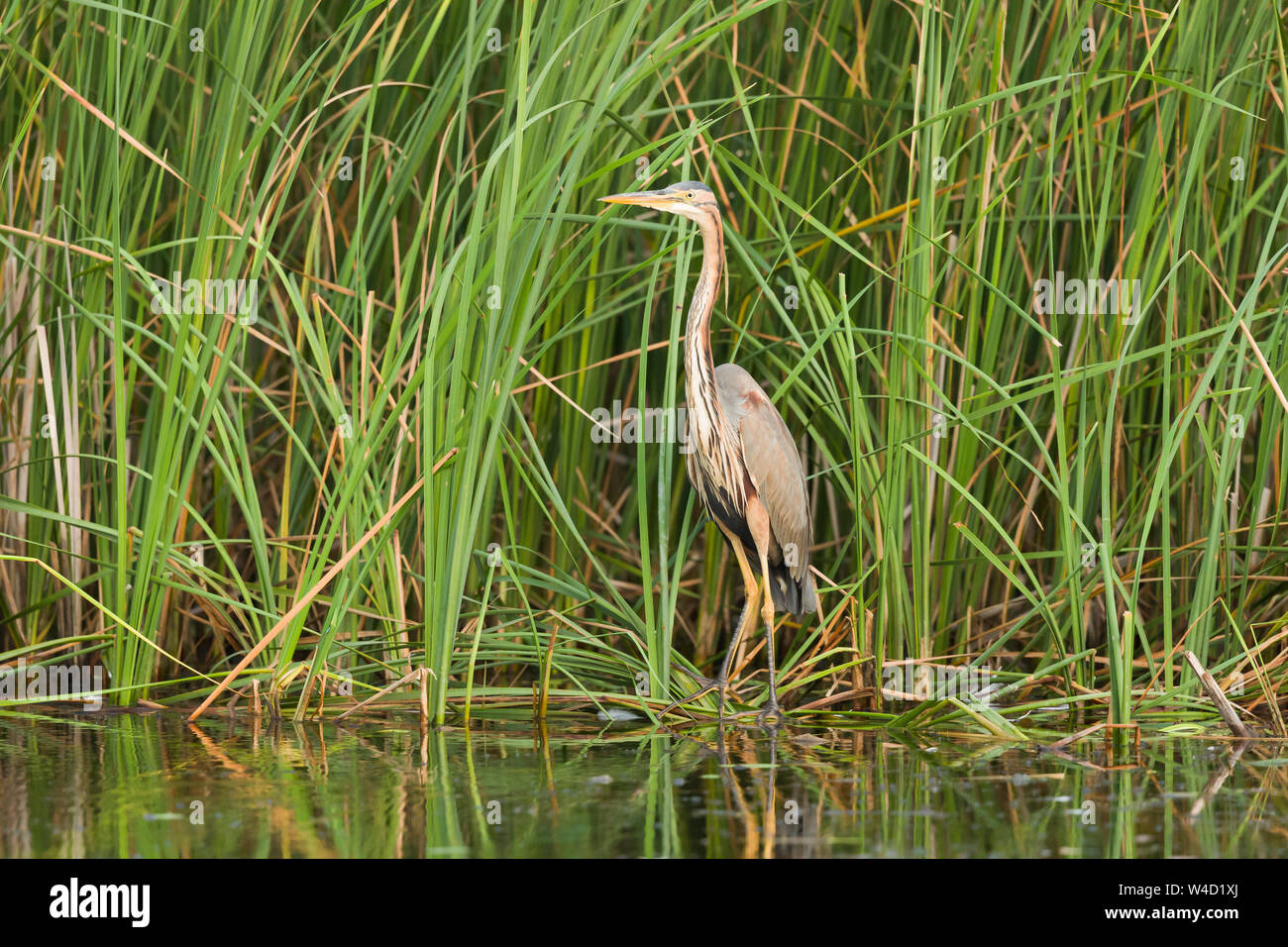 Héron pourpre la pêche dans le Delta du Danube Roumanie Banque D'Images