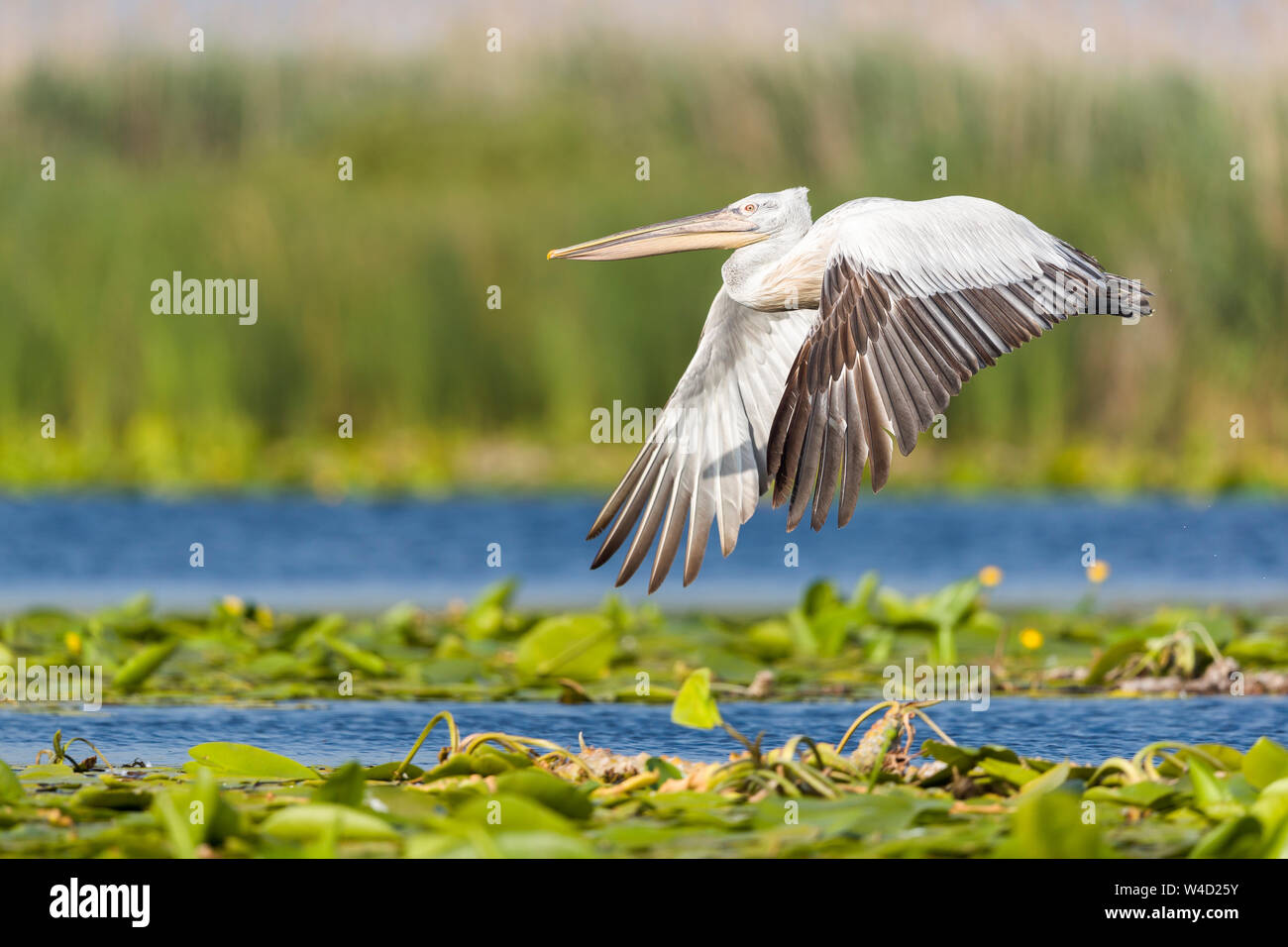 Pélicans dans le Delta du Danube Banque D'Images