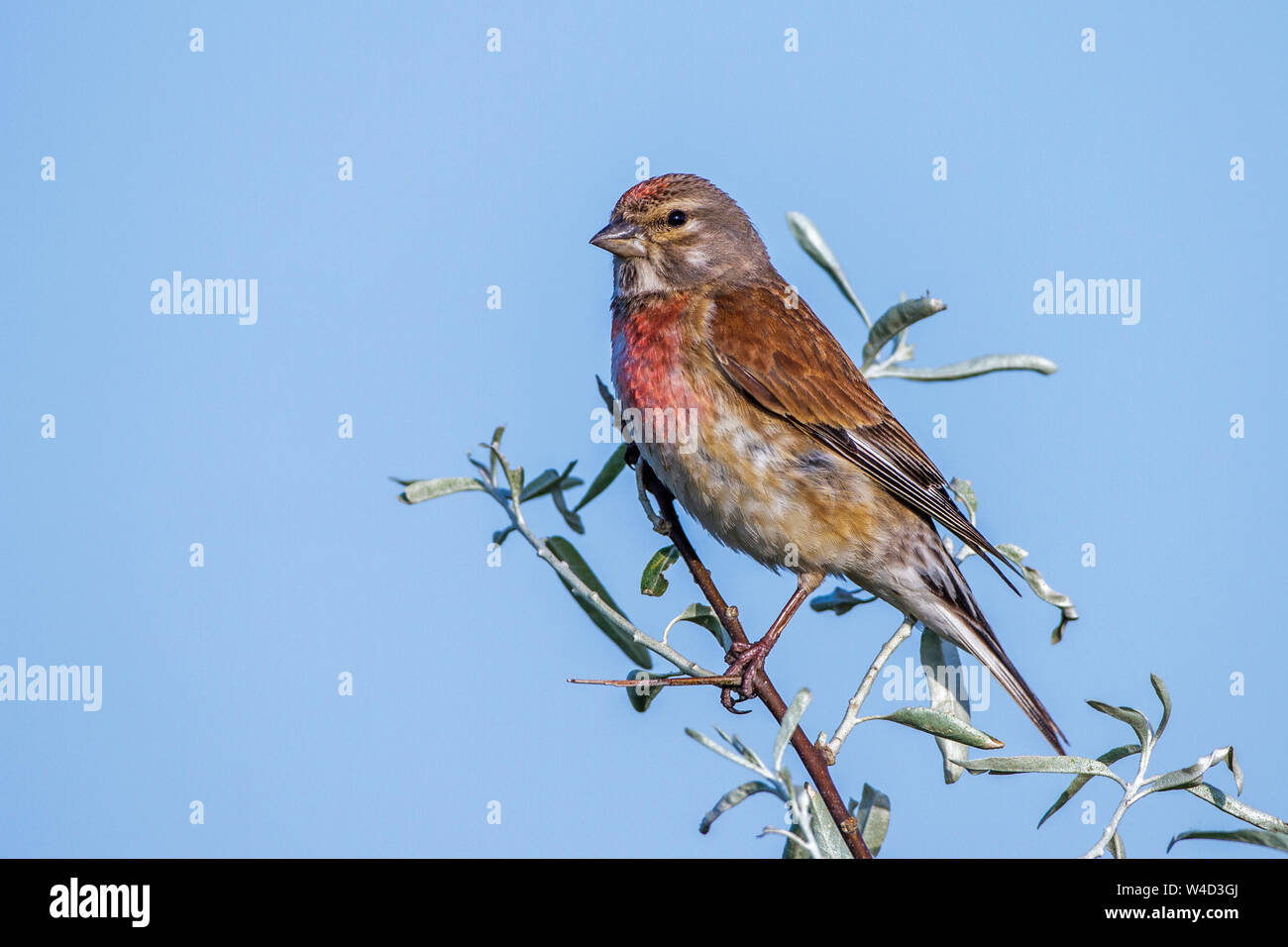 Common linnet Bluthänfling (Carduelis cannabina, Männchen) Banque D'Images