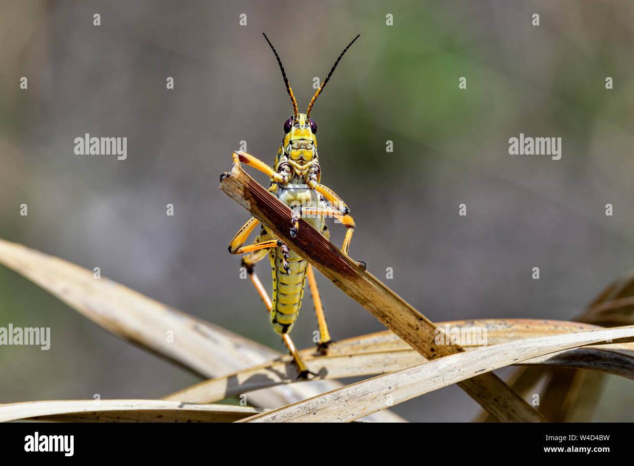 "Bonjour monsieur, que puis-je faire pour vous ?'. Eastern lubber grasshopper. Banque D'Images