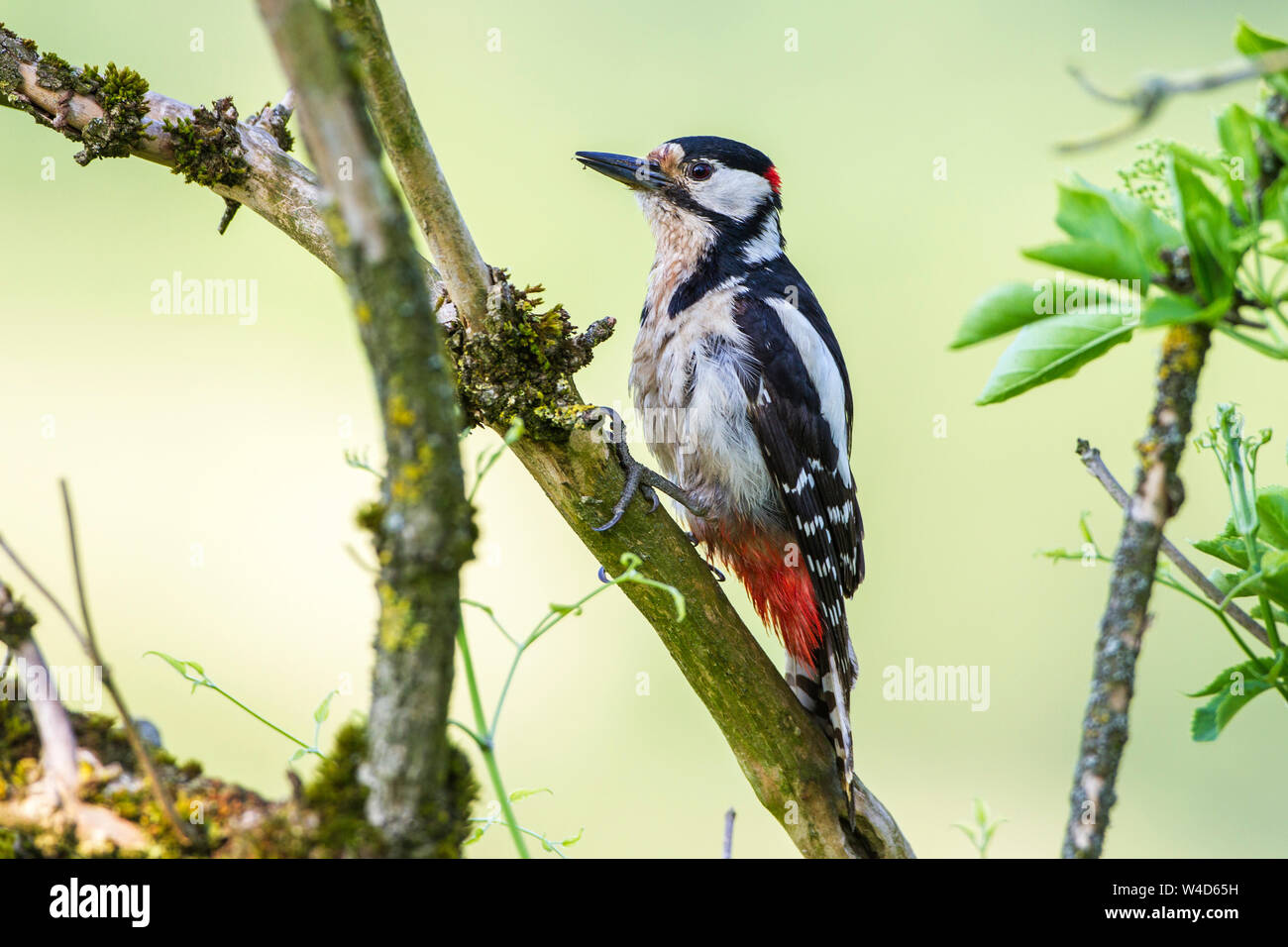 Pic, Buntspecht (Dendrocopos major) Männchen Banque D'Images