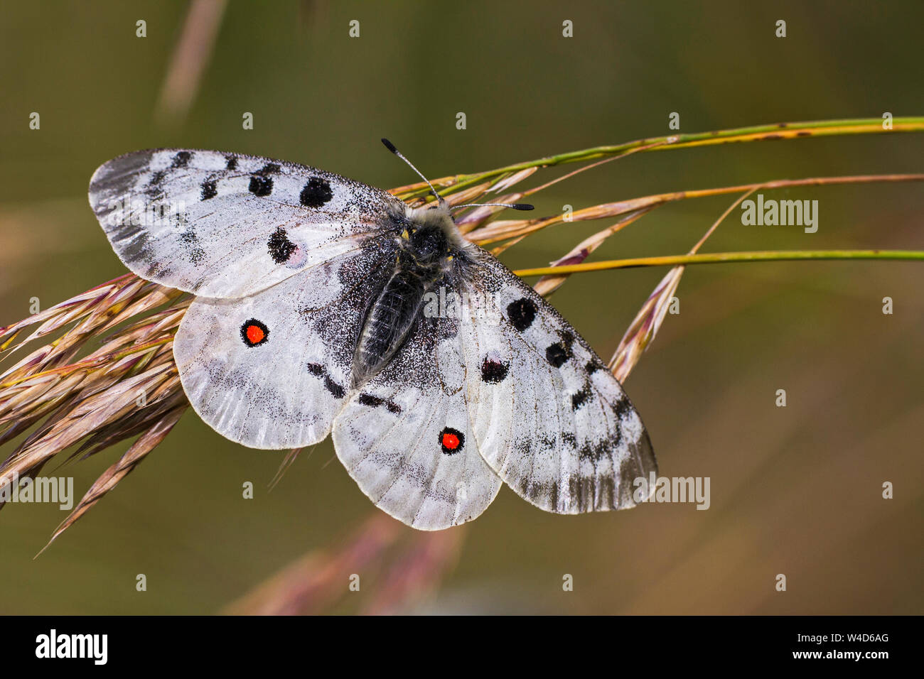 Mountain Apollo, Roter Apollon (Parnassius apollo) Banque D'Images