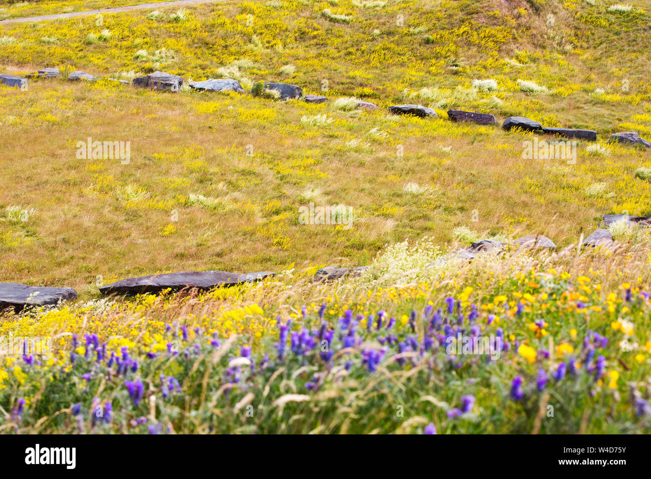 Le gaillet Galium saxatile Heath, et Lady's Le gaillet, le Galium verum recoloniser un ancien terril de déchets de l'industrie du fer dans la région de Barrow in Furness, Cumbria, Banque D'Images