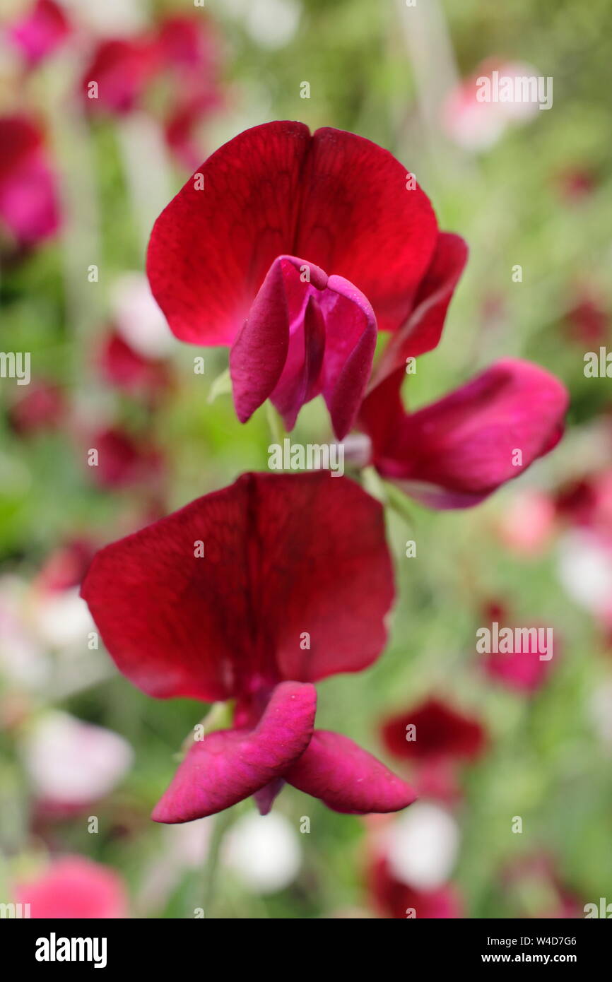 Lathyrus odoratus 'Black Knight' pois affichage sombre caractéristique des fleurs. Juillet, UK Banque D'Images