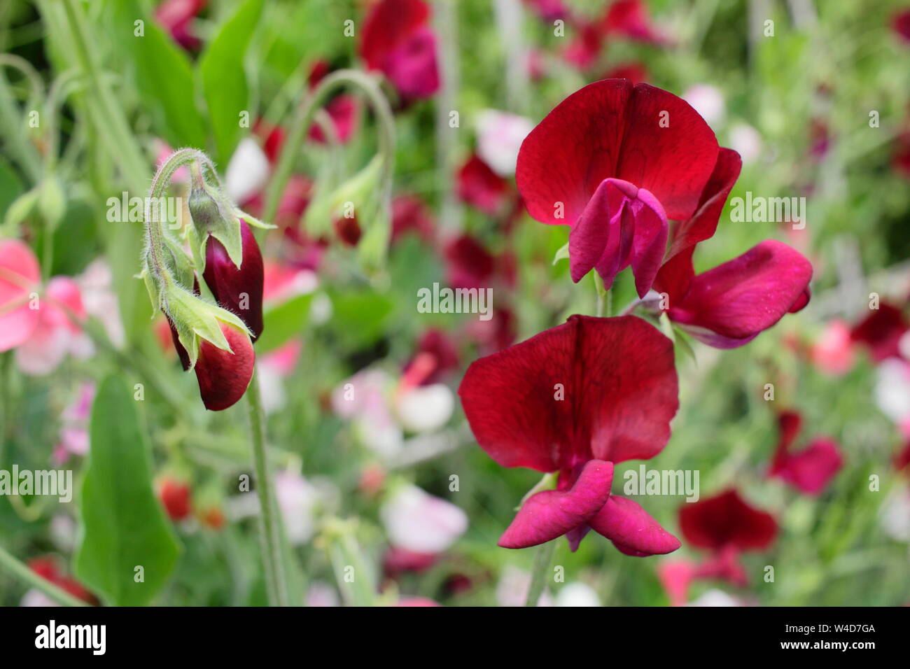 Lathyrus odoratus 'Black Knight' pois affichage sombre caractéristique des fleurs. Juillet, UK Banque D'Images