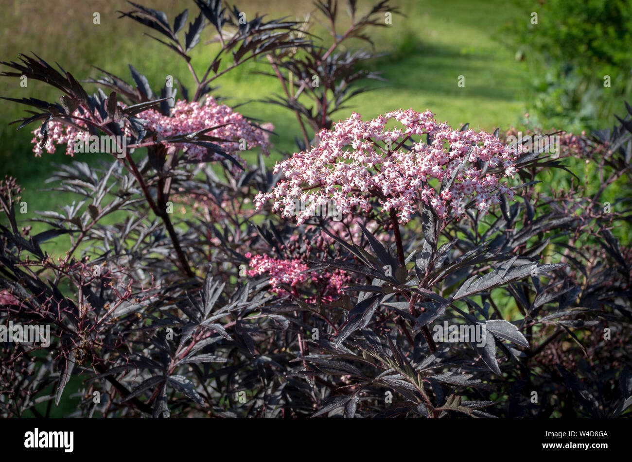 Sambucus nigra Black Lace montrant son feuillage foncé et une multitude de petites fleurs roses en été en UK Banque D'Images