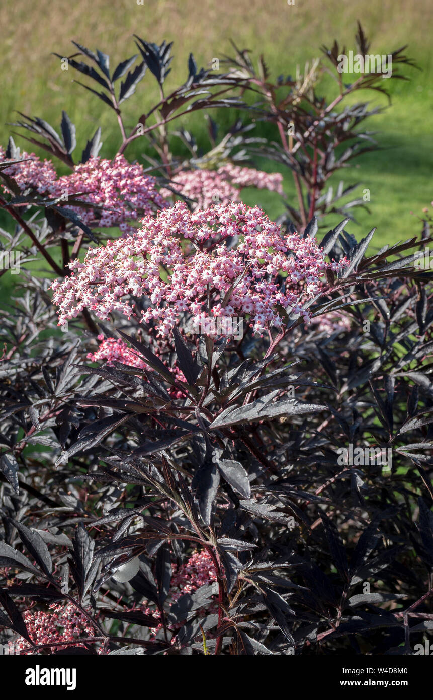 Sambucus nigra Black Lace montrant son feuillage foncé et une multitude de petites fleurs roses en été en UK Banque D'Images