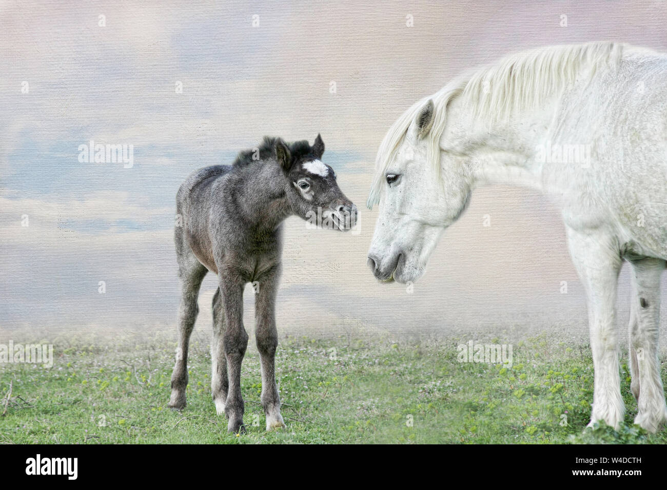 La Camargue en France est célèbre pour ses magnifiques chevaux blancs. Étonnamment, les poulains sont noir quand né et lentement devenir blanc comme ils mûrissent. Banque D'Images
